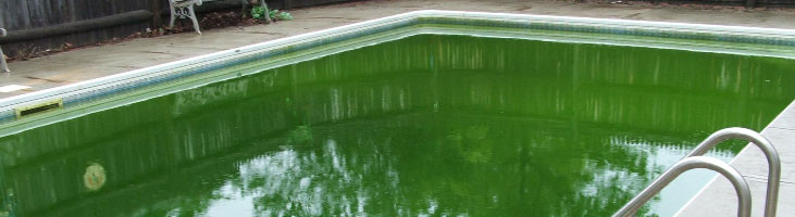 Book Pool Green to Clean Service Book Pool Green to Clean Service